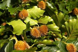 Attēlu rezultāti vaicājumam “Fagus sylvatica fruit”