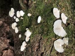 Attēlu rezultāti vaicājumam “Crepidotus applanatus”