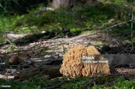 Attēlu rezultāti vaicājumam “Ramaria flava”