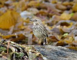 Attēlu rezultāti vaicājumam “Anthus petrosus”