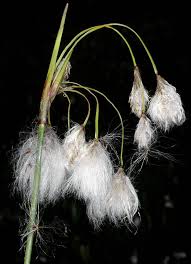 Attēlu rezultāti vaicājumam “Eriophorum latifolium flower”