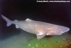 Image result for Somniosus microcephalus