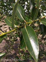 Attēlu rezultāti vaicājumam “Salix pentandra leaf”
