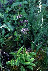 Attēlu rezultāti vaicājumam “Swertia perennis flower”