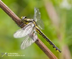 Attēlu rezultāti vaicājumam “Gomphus vulgatissimus”