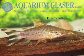 Attēlu rezultāti vaicājumam “Dianema nivale macro”