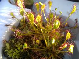 Attēlu rezultāti vaicājumam “Drosera x obovata leaf”