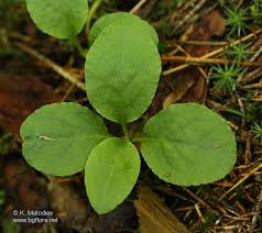 Attēlu rezultāti vaicājumam “Pyrola minor”