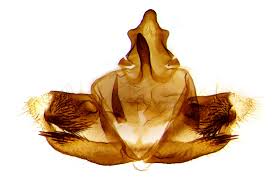 Attēlu rezultāti vaicājumam “Bupalus piniaria male”