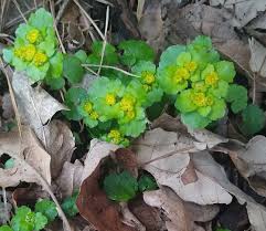 Attēlu rezultāti vaicājumam “Chrysosplenium alternifolium flower”