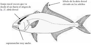 Image result for Seriola rivoliana