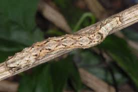 Attēlu rezultāti vaicājumam “Odontopera bidentata”