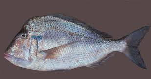 Image result for Calamus bajonado