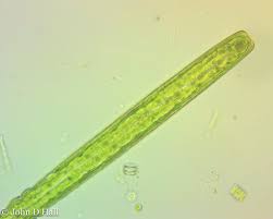 Attēlu rezultāti vaicājumam “Pleuridium subulatum sporophyte”