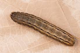 Attēlu rezultāti vaicājumam “Mythimna sp.”