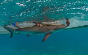 Image result for Paragaleus pectoralis