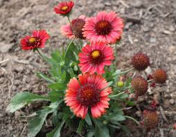 Image result for Gaillardia