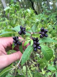 Attēlu rezultāti vaicājumam “Eleutherococcus sessiliflorus”