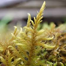 Attēlu rezultāti vaicājumam “Hygroamblystegium humile”