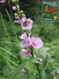 Attēlu rezultāti vaicājumam “Malvaceae”