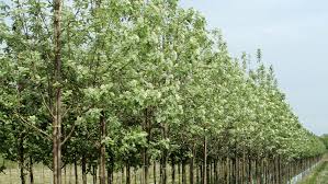 Attēlu rezultāti vaicājumam “Sorbus aria”