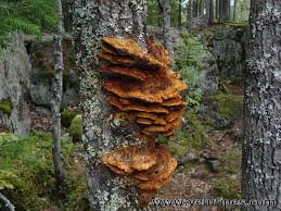 Attēlu rezultāti vaicājumam “Inonotus rheades”