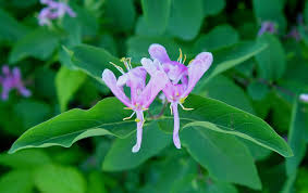 Attēlu rezultāti vaicājumam “Lonicera tatarica bud”