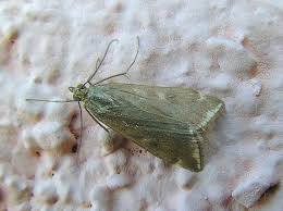 Attēlu rezultāti vaicājumam “Udea olivalis”