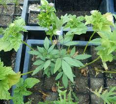 Attēlu rezultāti vaicājumam “Nicandra physalodes”