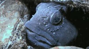 Image result for Anarhichas lupus