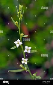 Attēlu rezultāti vaicājumam “Thesium alpinum”