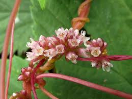 Attēlu rezultāti vaicājumam “Cuscuta europaea”