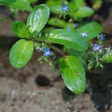 Attēlu rezultāti vaicājumam “Veronica beccabunga leaf”