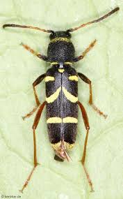 Attēlu rezultāti vaicājumam “Clytus arietis”