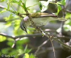 Image result for Vermivora peregrina