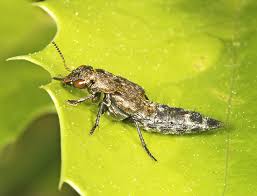 Attēlu rezultāti vaicājumam “Ontholestes murinus”