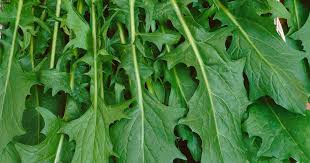 Image result for Zichorie