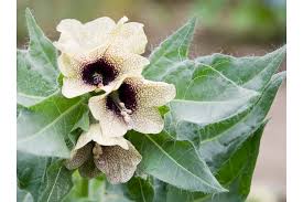 Attēlu rezultāti vaicājumam “Hyoscyamus niger”