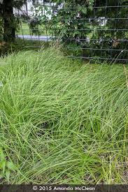 Attēlu rezultāti vaicājumam “Enteridium corticatum sessile”