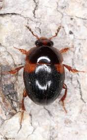 Attēlu rezultāti vaicājumam “Leiodidae”