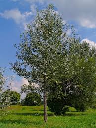 Attēlu rezultāti vaicājumam “Populus”