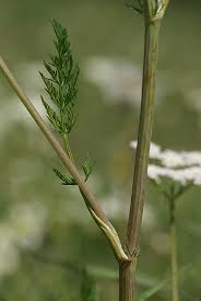 Attēlu rezultāti vaicājumam “Carum carvi leaf”