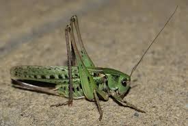 Attēlu rezultāti vaicājumam “Decticus verrucivorus”