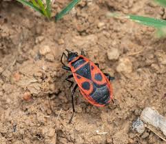 Attēlu rezultāti vaicājumam “Pyrrhocoris apterus imago”