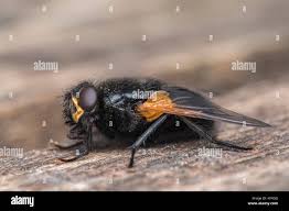 Attēlu rezultāti vaicājumam “Mesembrina meridiana”