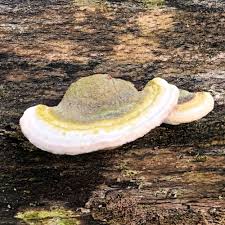 Attēlu rezultāti vaicājumam “Trametes hirsuta”