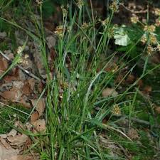 Attēlu rezultāti vaicājumam “Luzula multiflora fruit”