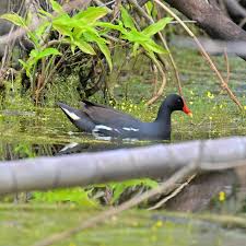 Image result for Gallinula chloropus