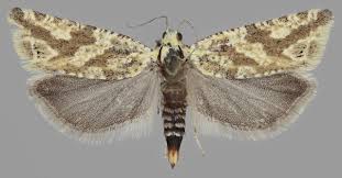 Attēlu rezultāti vaicājumam “Thiodia citrana”