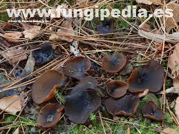 Attēlu rezultāti vaicājumam “Peziza badia”